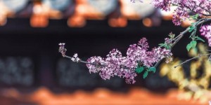 南京最美的春天，却常因樱花被冷落，一年中只出现几日时间
