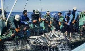《中方全面暂停进口日本水产品，福岛核污染水排海引关注》